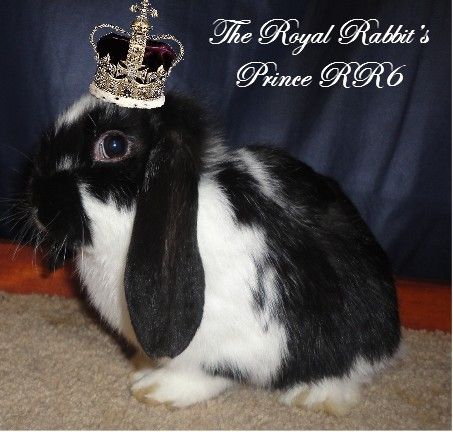 TheRoyalRabbitsPrinceRR6withCrown_zps3b9f4570.jpg