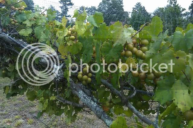 muscadinesandscuppernongs004.jpg