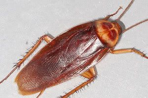 img_cockroach.jpg