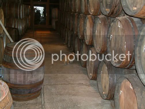 06-Cantillon-cat-by-the-kegs.jpg