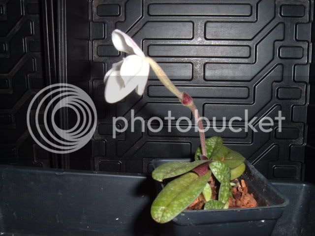 2004_0101BabyPaph0003.jpg