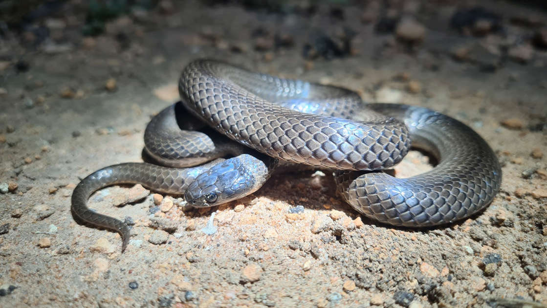 Grey snakes have rarely been seen in the Riverina region, until now. (Supplied: Talia Schlen)