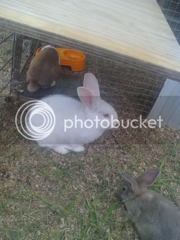 Rabbits008.jpg