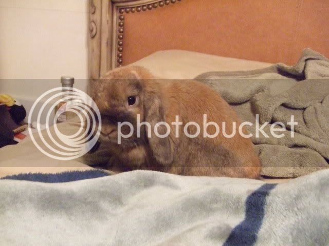 2007_0726bunnybed0043.jpg