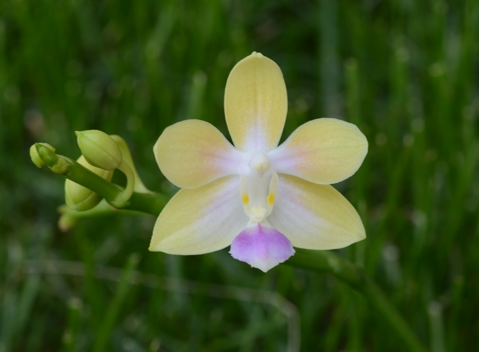 Phal_Buena_Jewelxequestris_alba2.jpg