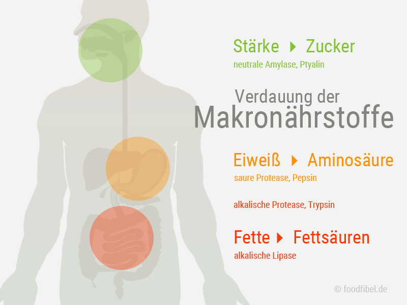 Abbildung: Verdauung der Makronährstoffe Stärke, Eiweiß und Fett.