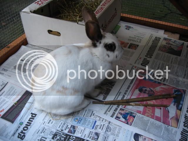 bunnies091.jpg