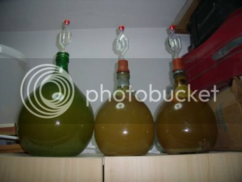 mead-is-in-the-jugs-and-ready-to-ferment.jpg