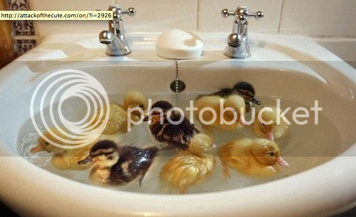 ducksinsink-1.png