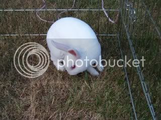 PortTownsendBunnies074.jpg