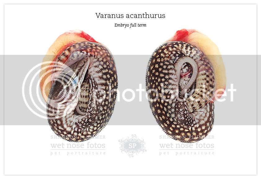 Varanus-acanthurus-embryo-shannon-plummer2.jpg