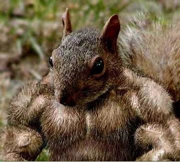 muscle-squirrel.jpg