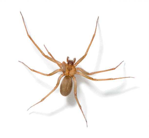 brown-recluse-spider-picture-id135184100