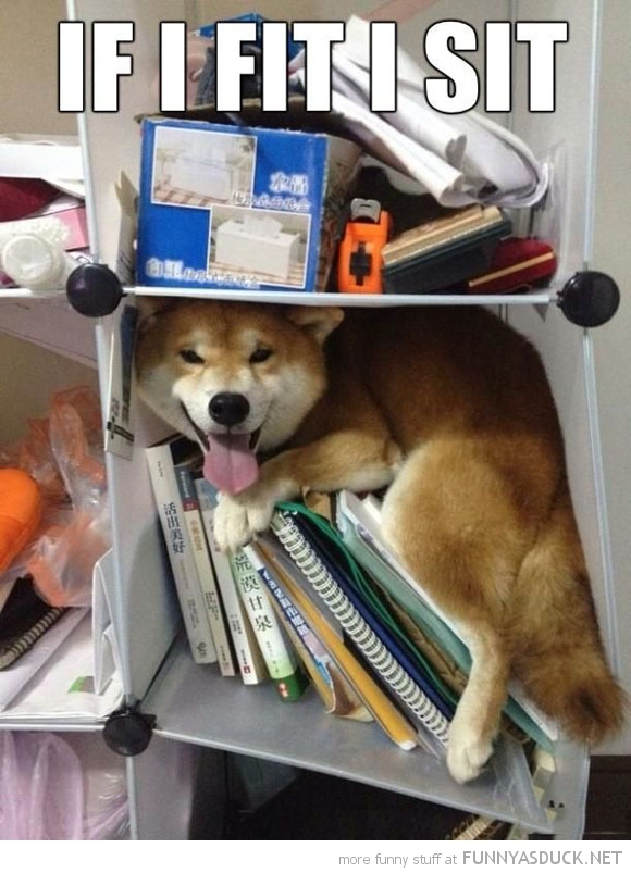 funny-pictures-dog-on-shelf-fit-i-sit.jpg