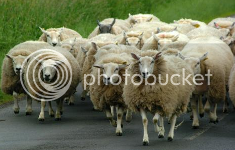montana-sheep.png