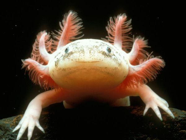 mexican-axolotl.jpg