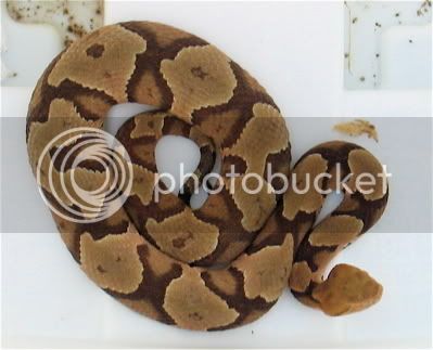 Copperhead.jpg