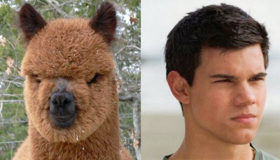 TAYLOR-LAUTNER-ALPACA.jpg