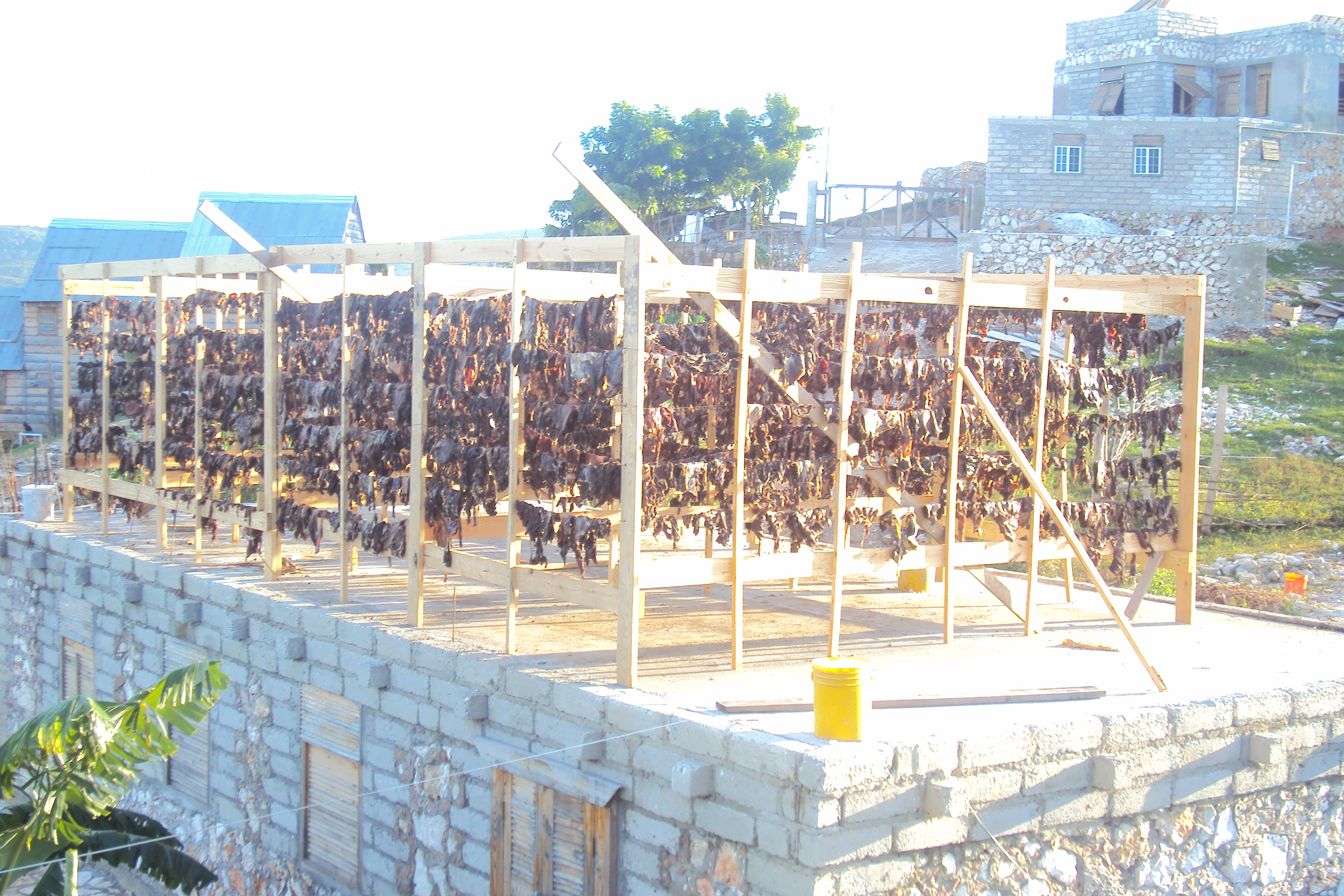 drying-meat-qurbani-2012.jpg