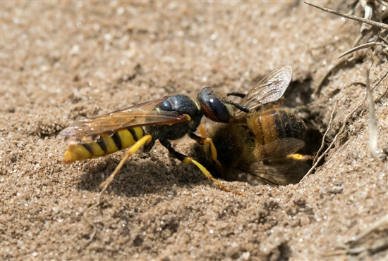 Bee-Wolf-10.jpg