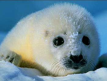 harp-seal-baby.jpg