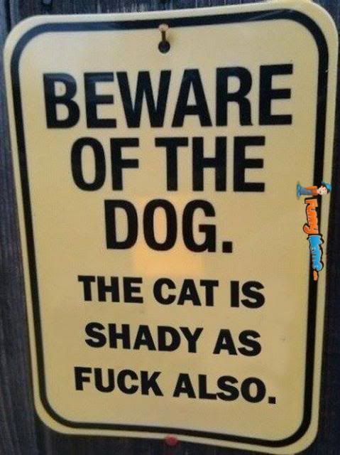 Funny-memes-the-cat-is-shady-also_zps7b6e7ed5.jpg