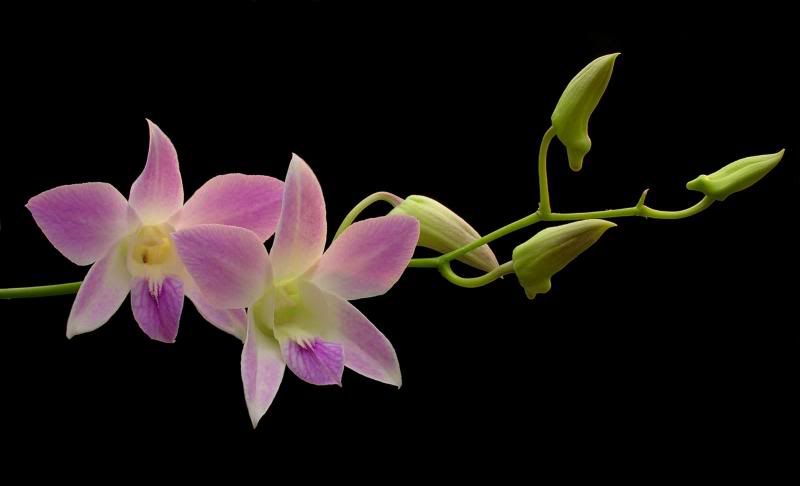 Dendrobiumhybrid35.jpg