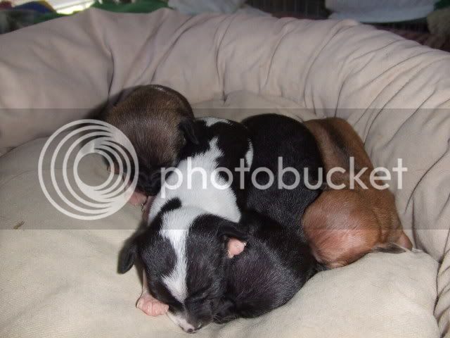 2007_1028puppies0021.jpg