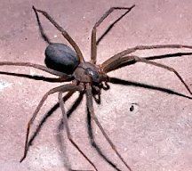 brown_recluse_spider.jpg