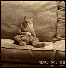 funny-animated-gifs-dancing-cat.gif