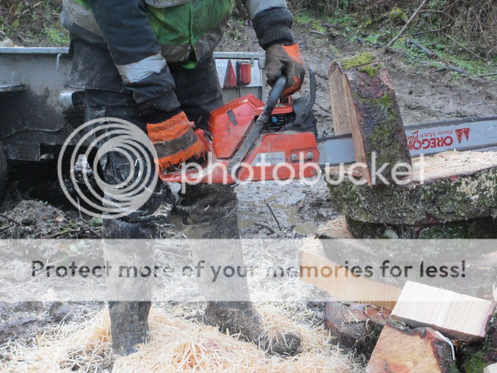 arboristwednsday014.jpg