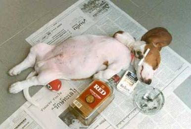 smoking-drinking-dog-picture.jpg
