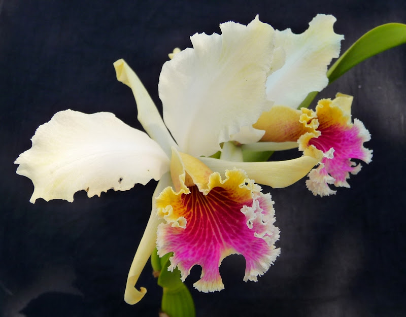 Cattleya%20rex1%202010.JPG