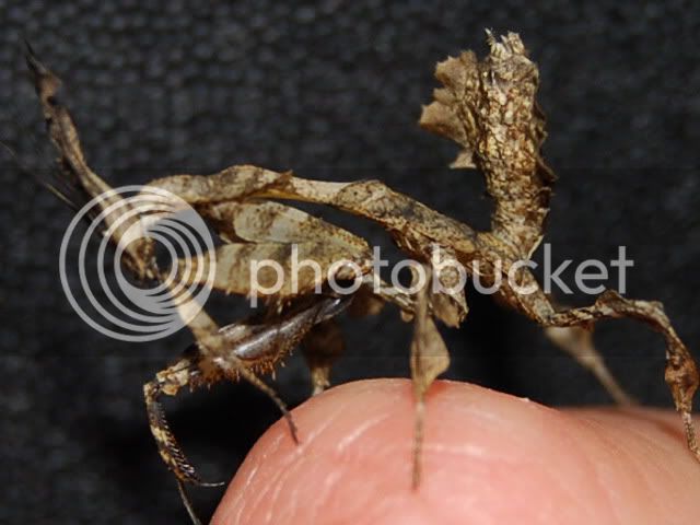 Phyllocraniaparadoxa28-10-08037.jpg