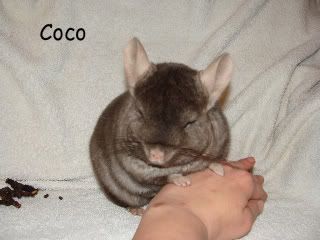 Coco.jpg