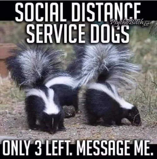 social-distance-service-dogs-skunks.jpg