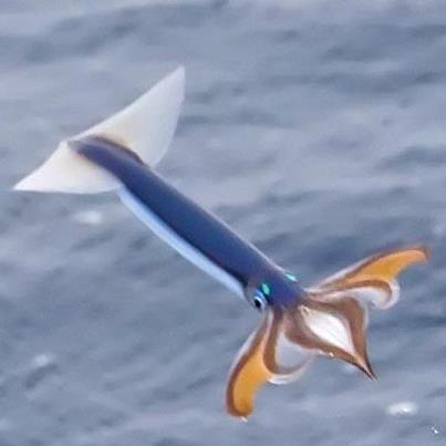 Flying-Squid2.jpg