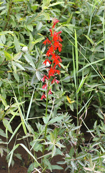 cardinalflower1.JPG