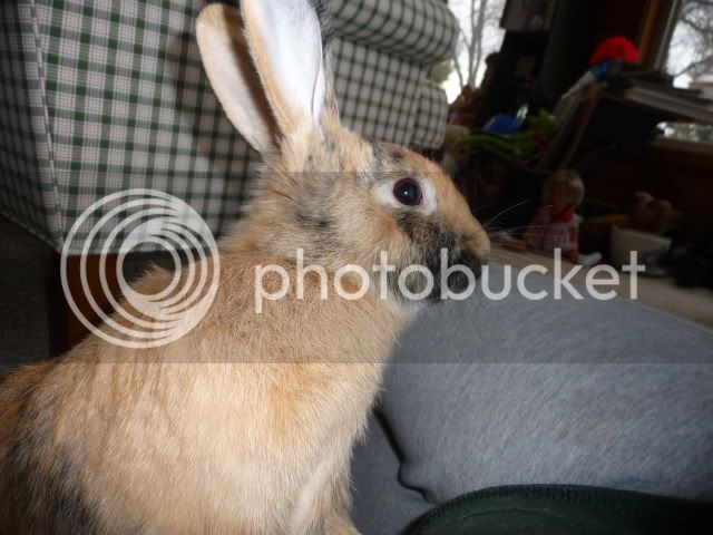 rabbits366.jpg