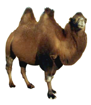 bactrian-camels.jpg