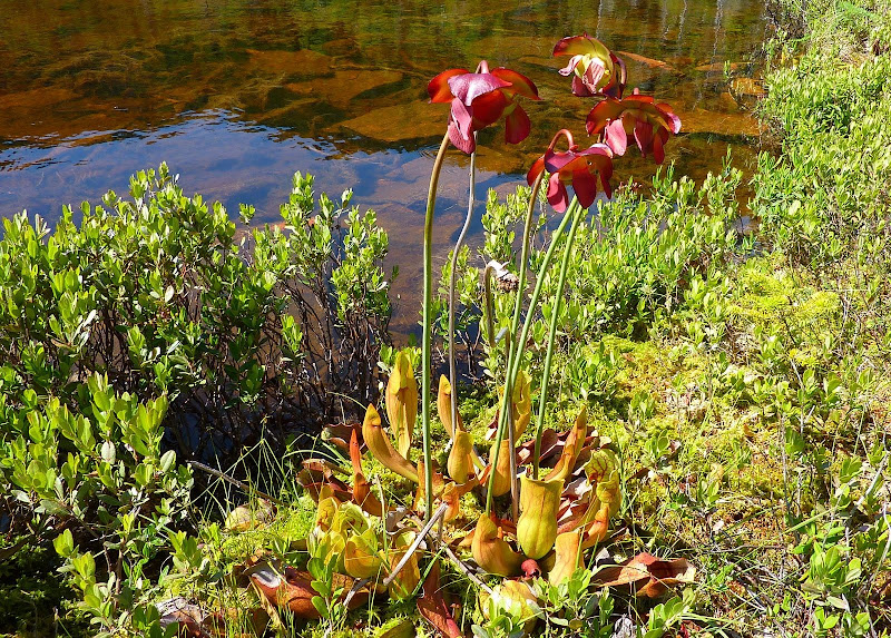 Purple_Pitcher_Plant_Sarracenia_purpurea.JPG