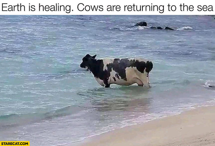 earth-is-healing-cows-are-returning-to-the-sea.jpg