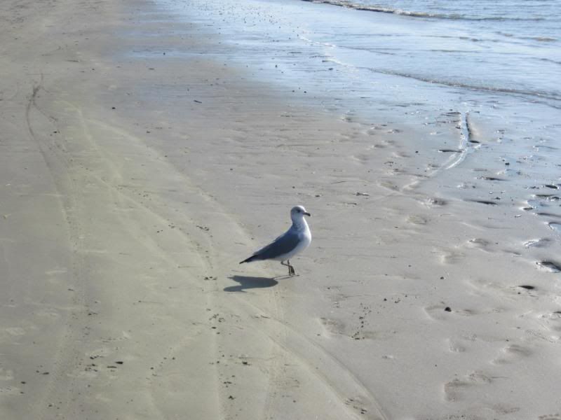 EOM_HiltonHead2011293.jpg