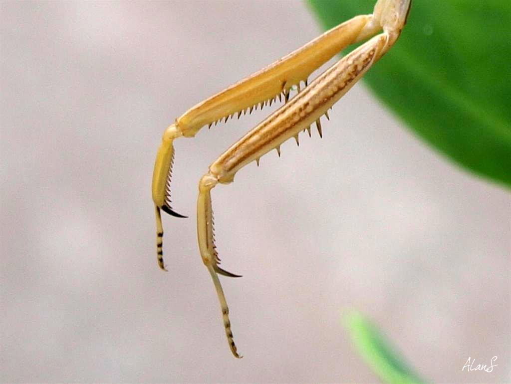 Purple-winged_Mantis_EH3.JPG