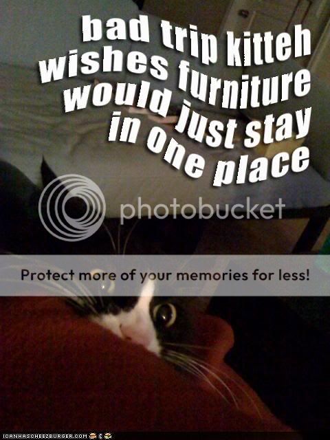 funny-pictures-bad-trip-cat-bedroom.jpg