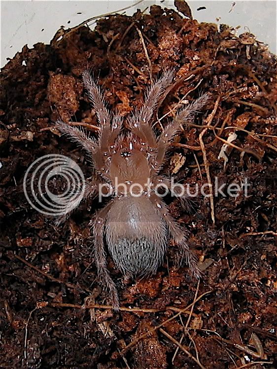 BSmithi.jpg