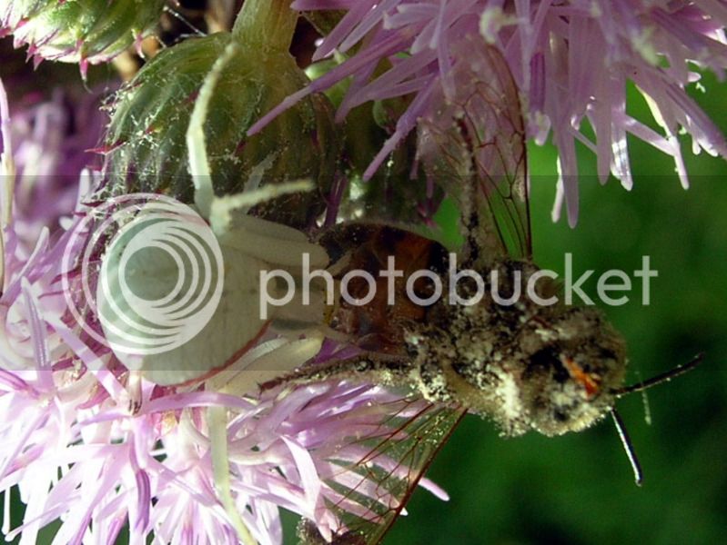 Crab-Spider-and-bee.jpg