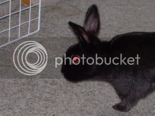 bunnysjune4041.jpg