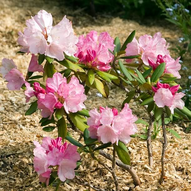 RhododendronHachmansPolaris1_web.jpg