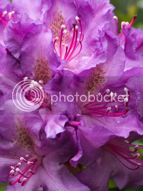 RhododendronConnecticutYankee_web.jpg